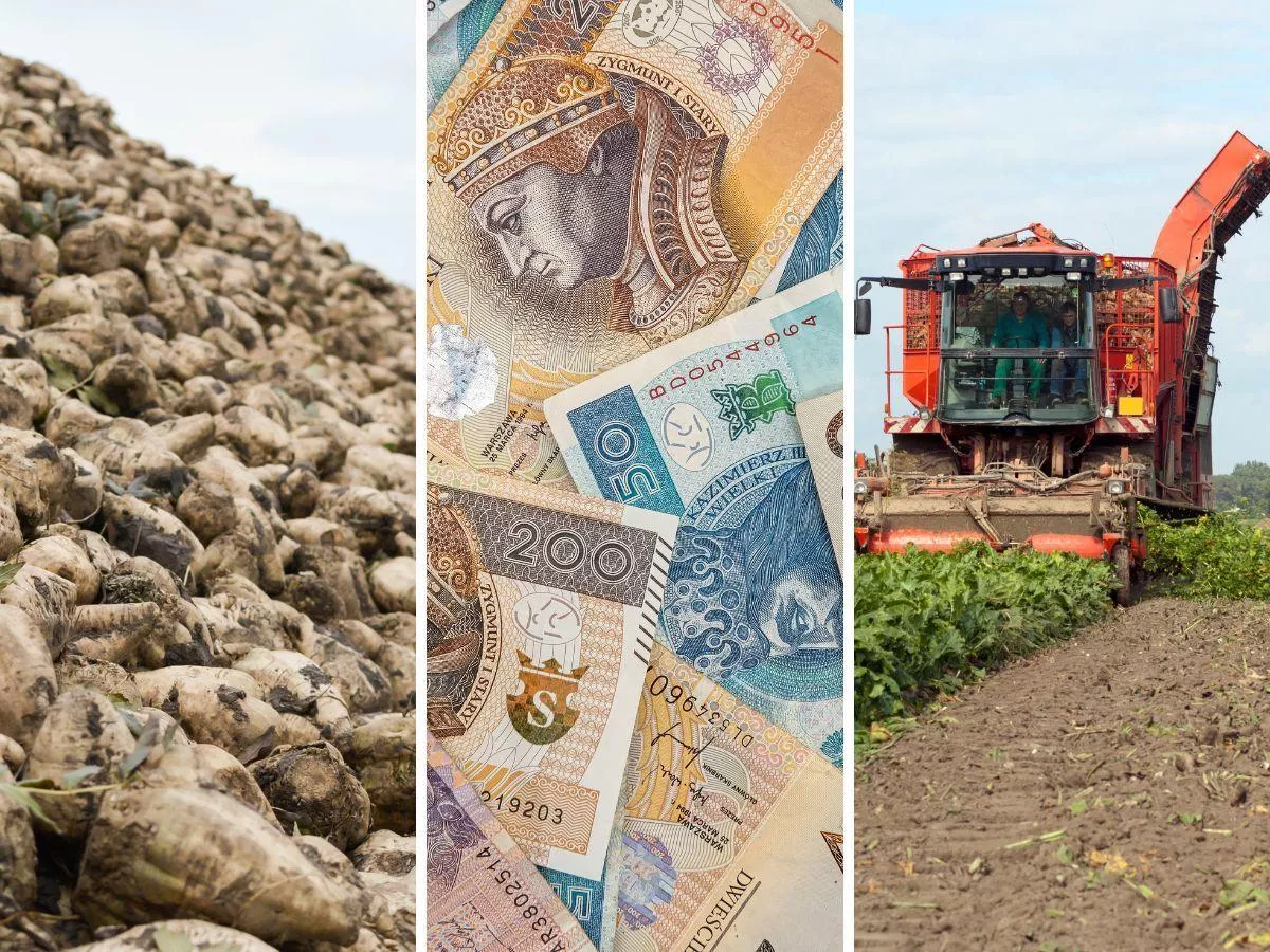 Ile rolnik zarabia z 1 hektara zbóż, rzepaku i buraka?