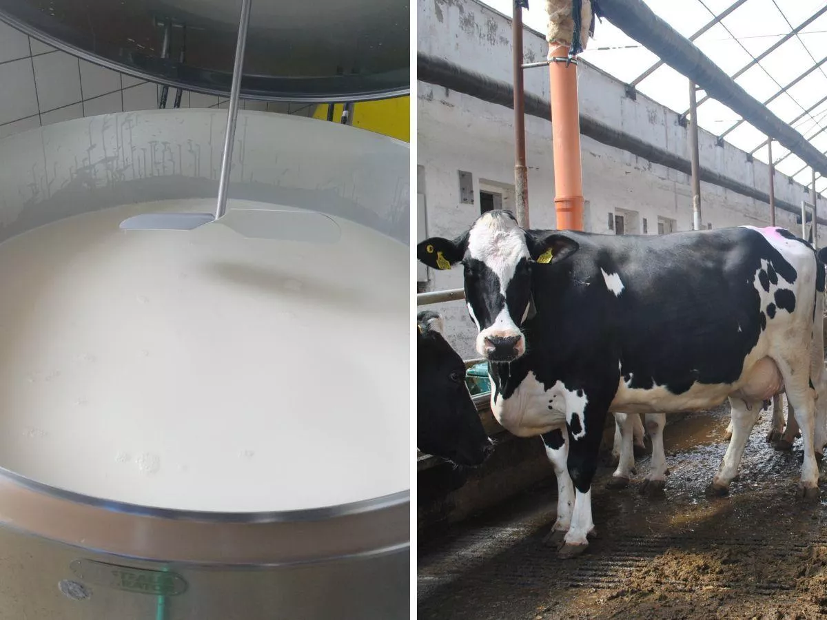 Embargo na polskie mleko. Ile stracą rolnicy?