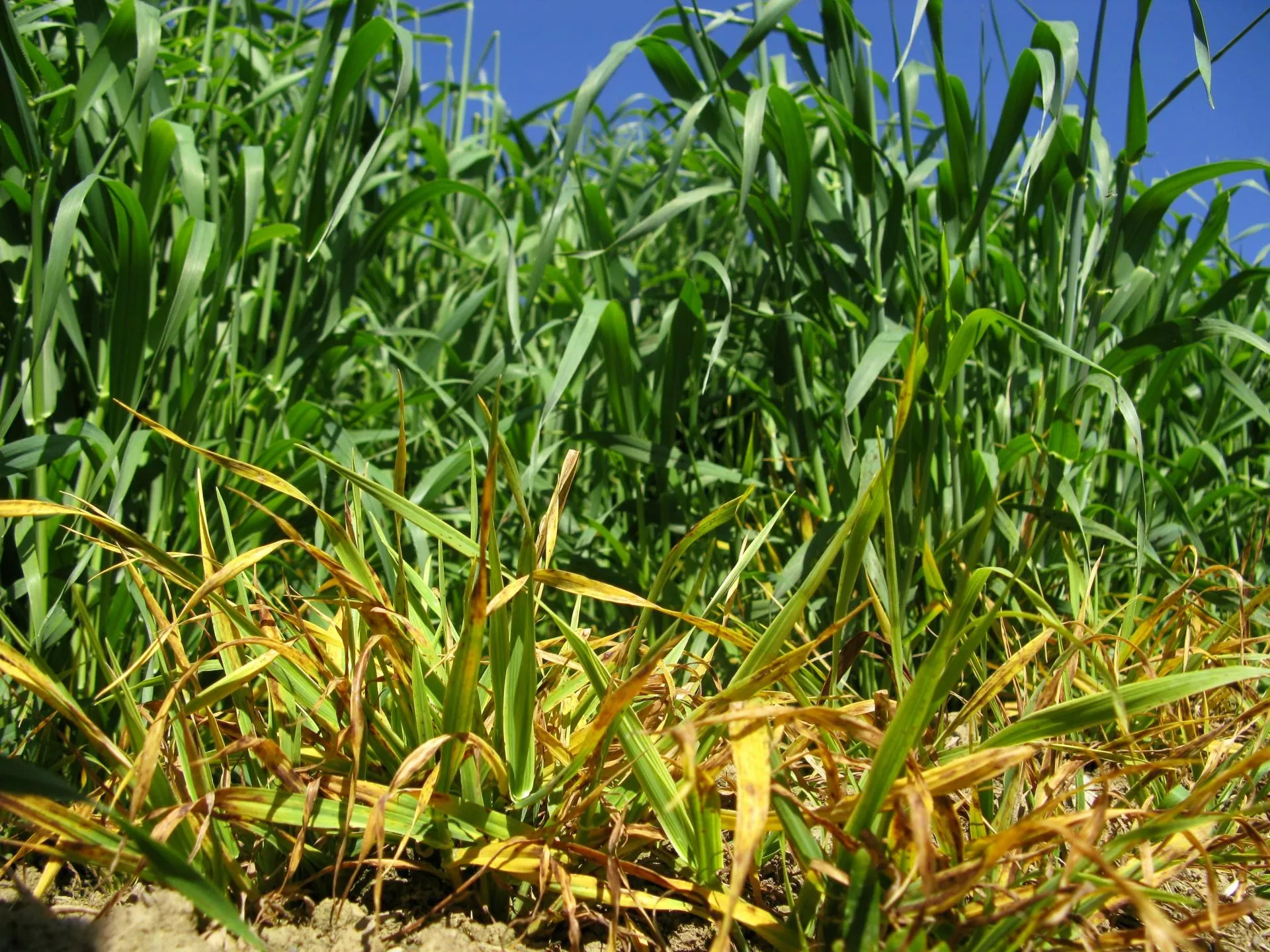 Choroby wirusowe zbóż. Jakie jest porażenie na polach w 2025 roku?