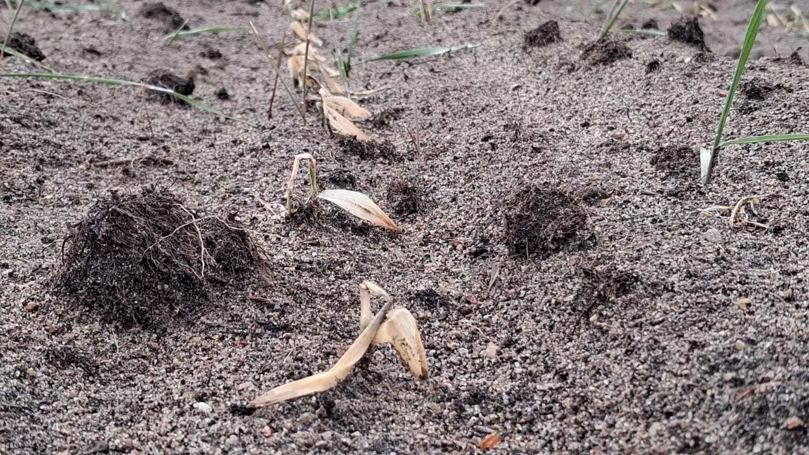 Kukurydza po przymrozkach. Rolnicy mówią wprost: "Chce żyć, ale...!"