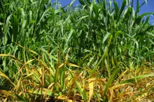 Wirus żółtej karłowatości jęczmienia