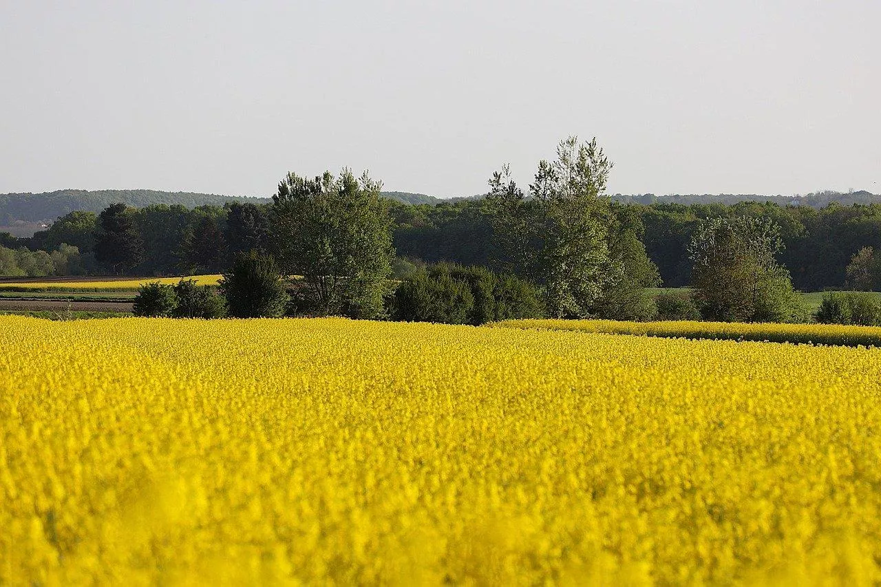 Niedobory wapnia w uprawach: jakie objawy? Jakie nawozy zastosować?