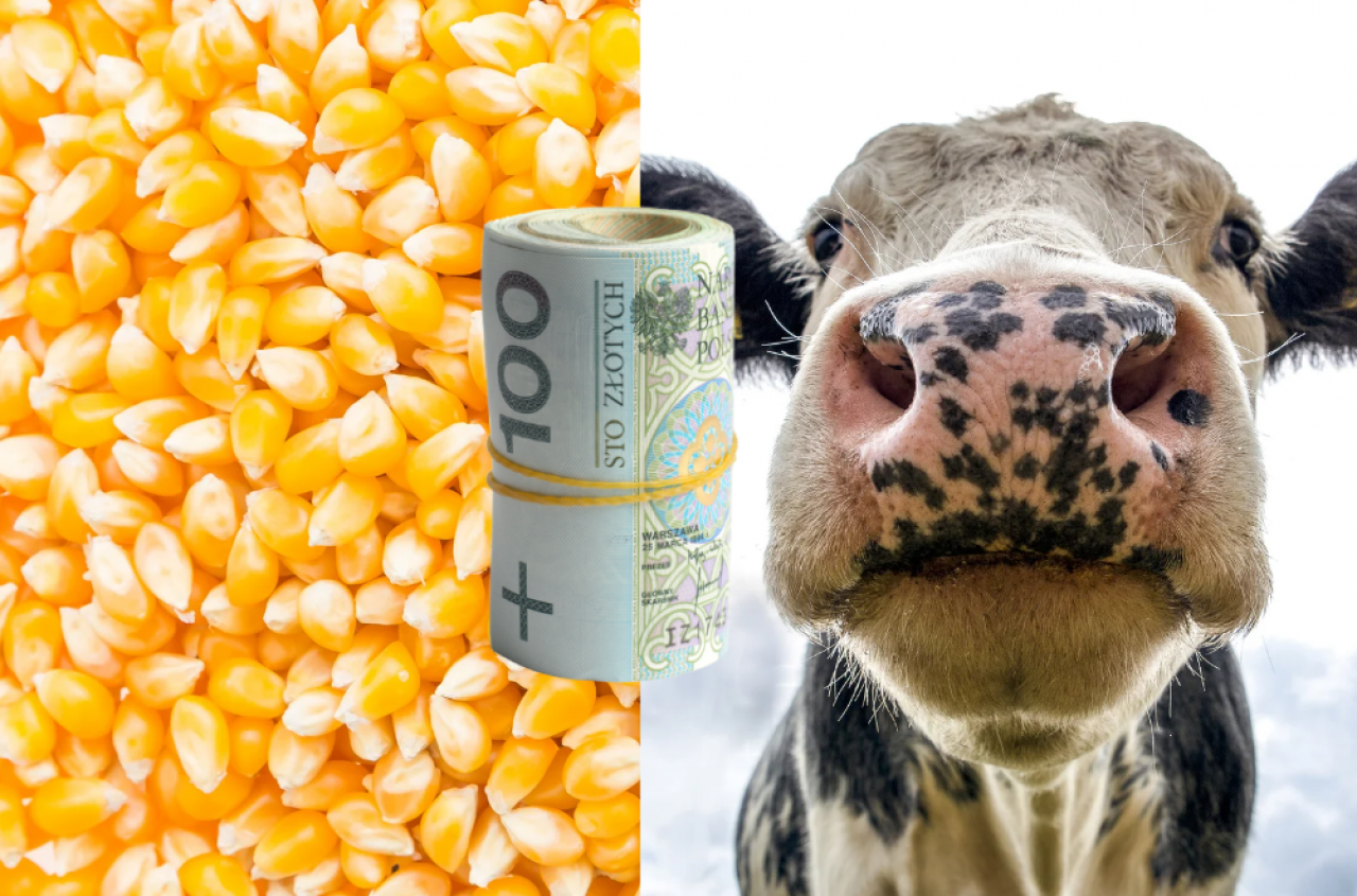 Dobrostan zwierząt: rolnicy mogą zyskać dodatkowe dopłaty. Termin mija 16 czerwca