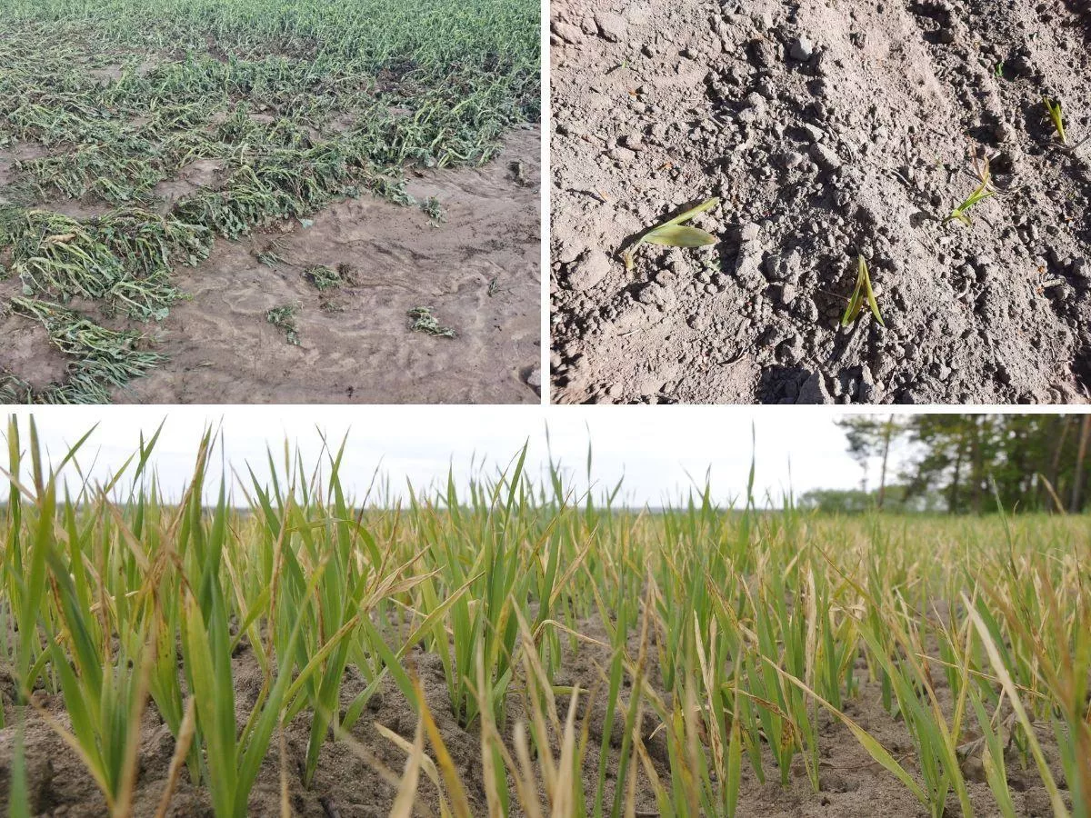 Na polach katastrofa, a polisa tylko na papierze. Rolnicy tracą wiarę w ubezpieczenia