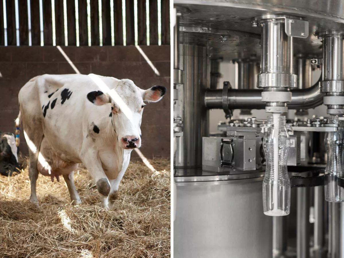 Ceny mleka spadły. Dlaczego? Czy będą podwyżki? [RAPORT]