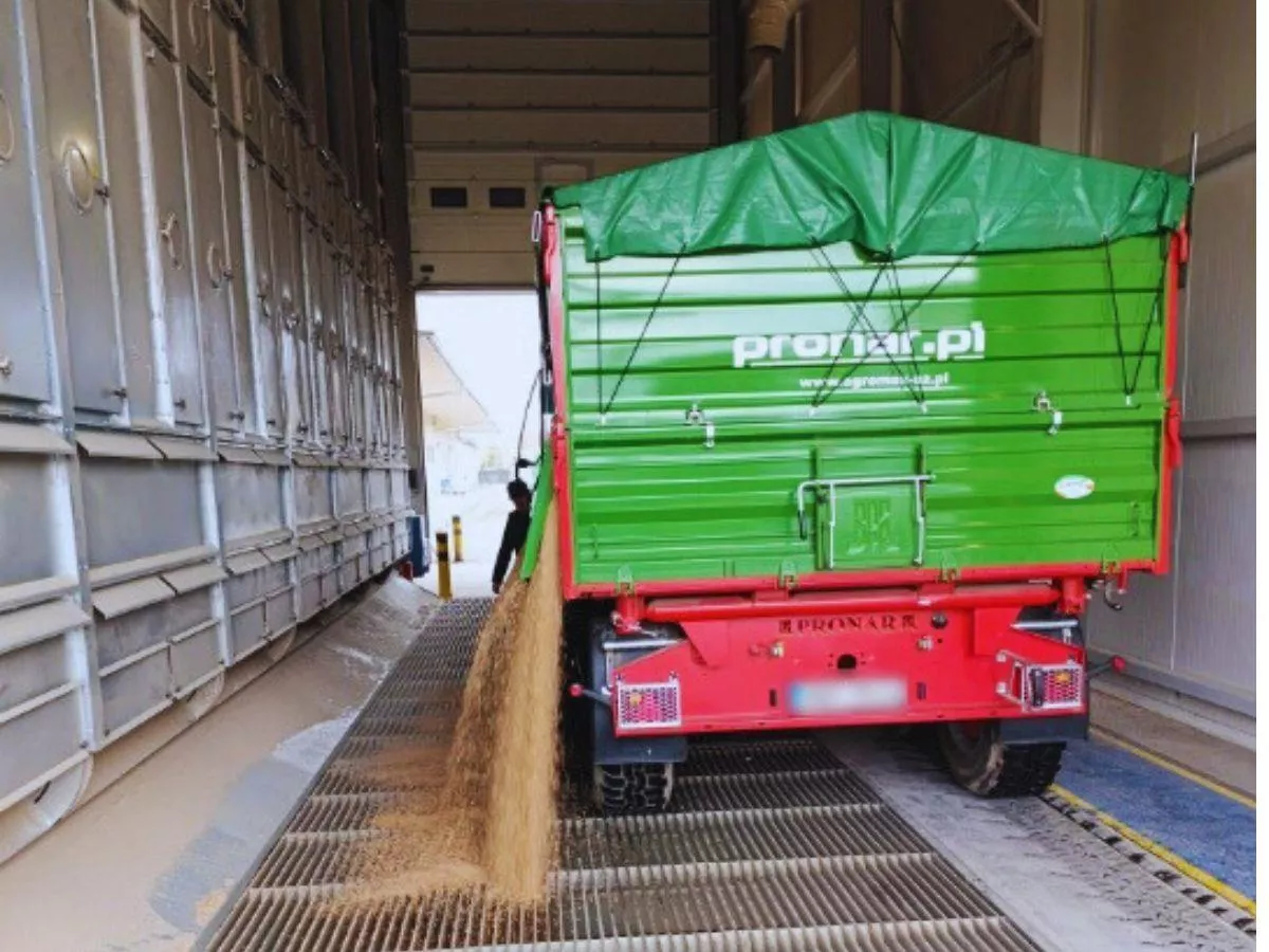 W Elewarrach drożeje pszenica. Jakie są ceny skupu zbóż i rzepaku? [SONDA]