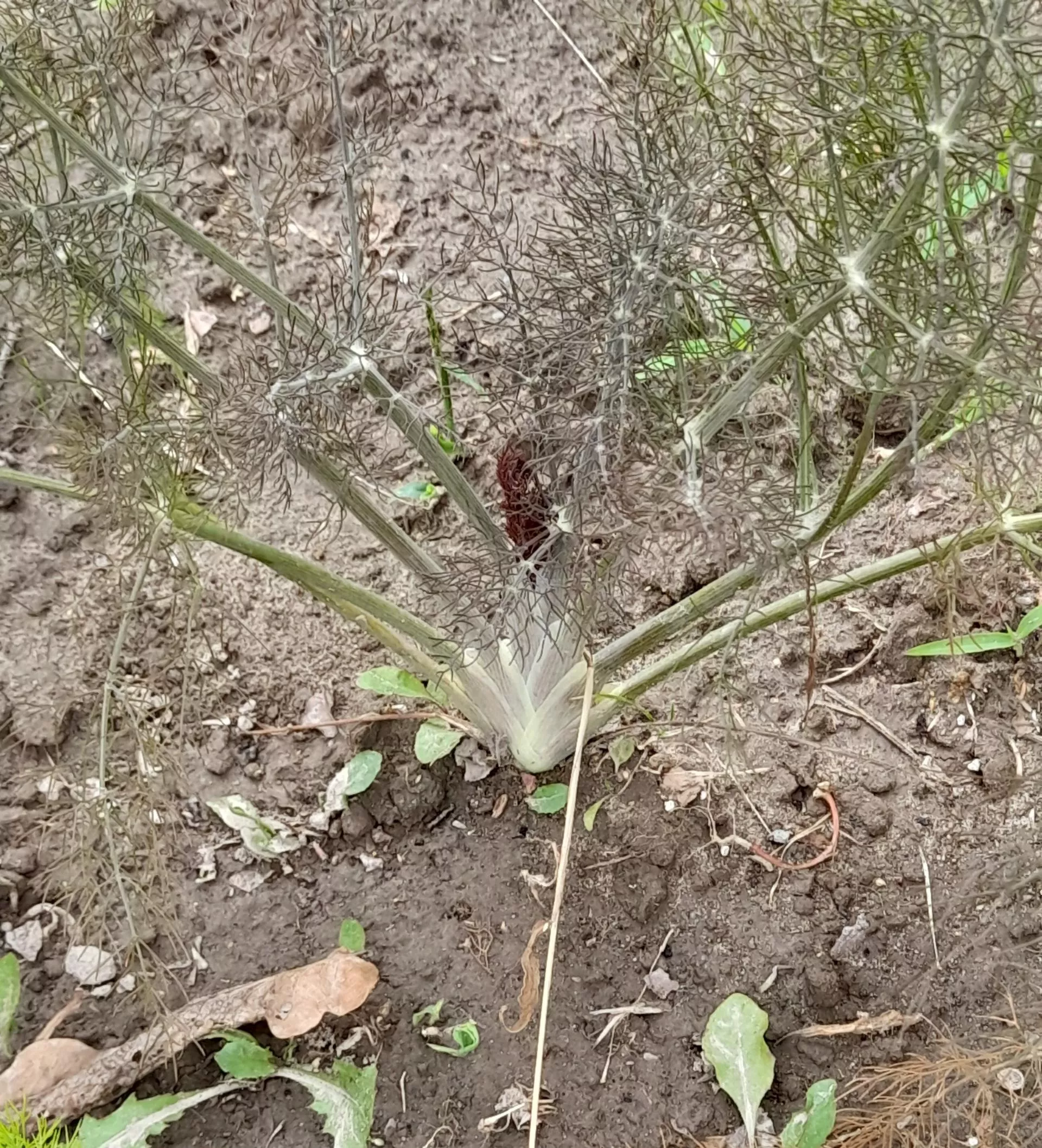 Jakie warzywa siać od połowy czerwca?
