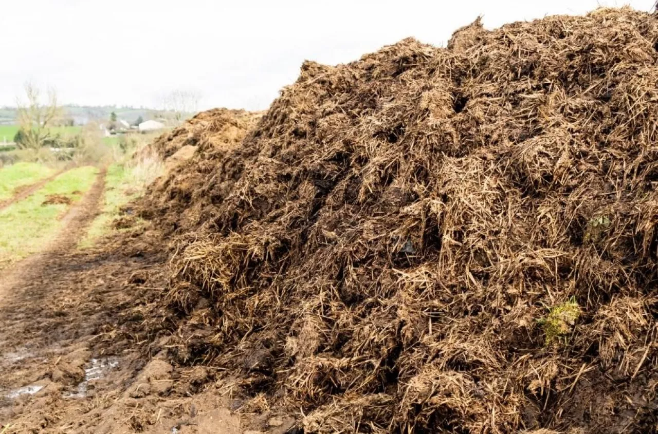 Jak długo rolnik może przechowywać obornik na pryzmie?