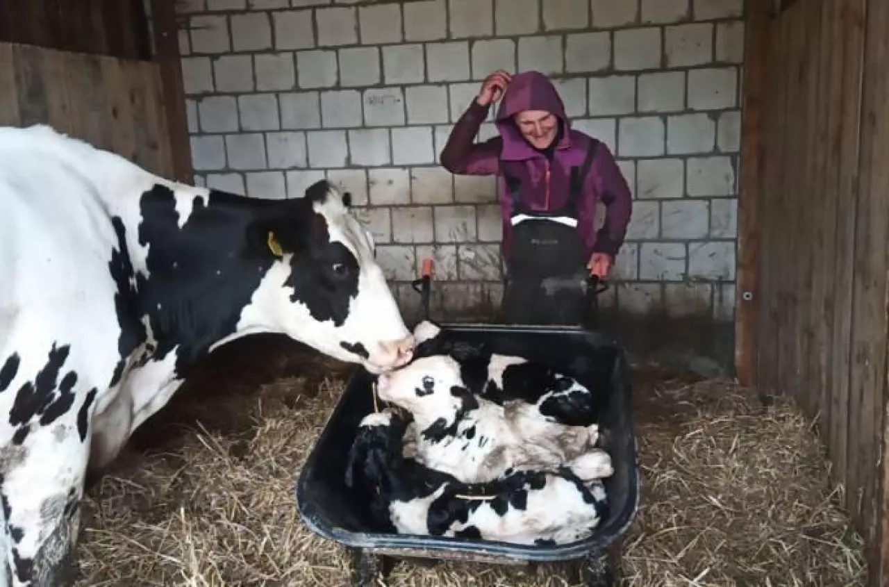 Cielaczki-trojaczki przyszły na świat! Niesamowity poród w oborze na Mazowszu [Zdjęcie tygodnia]