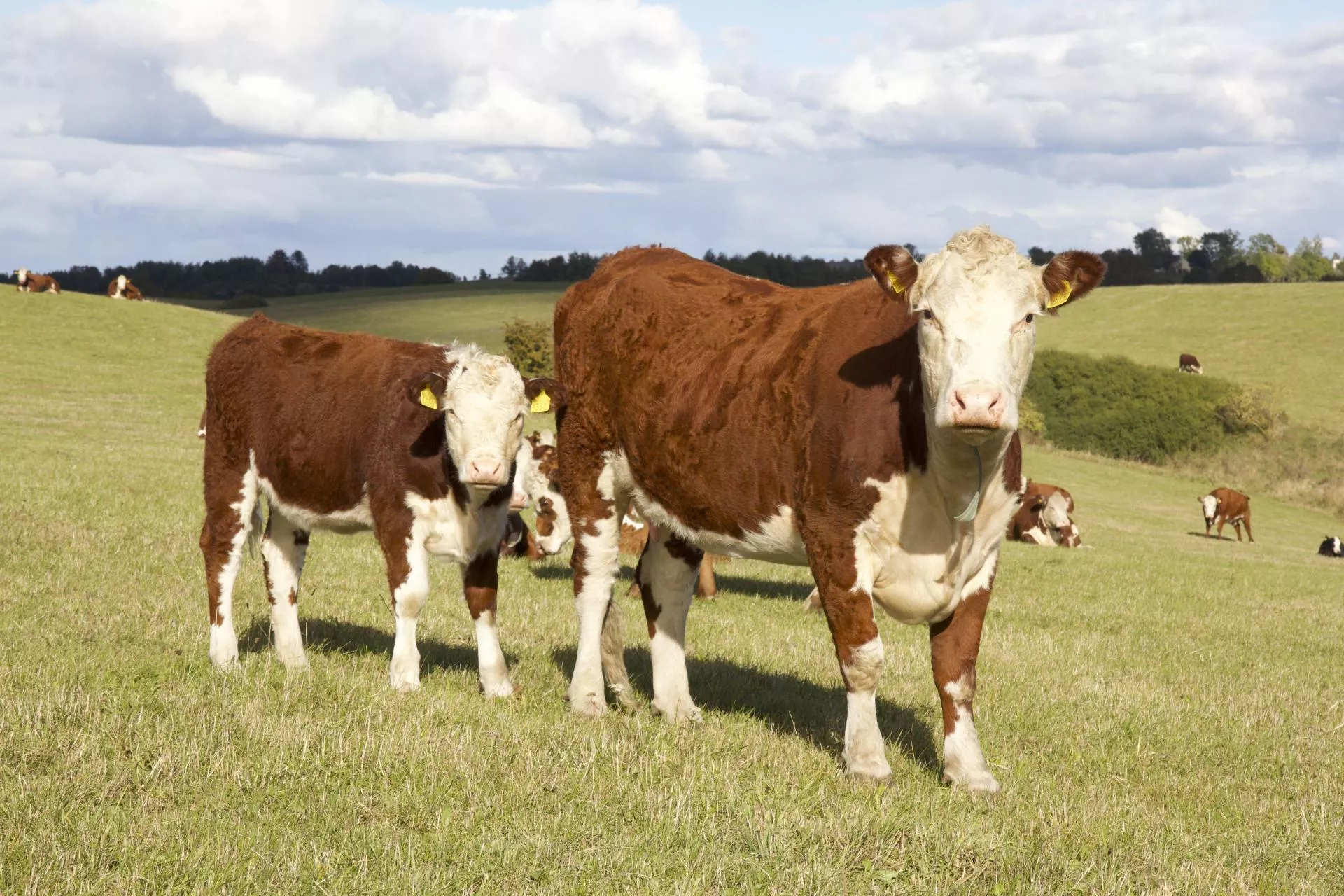Krowy droższe choćby o 90 gr. Jakie są ceny bydła w Polsce? [SONDA]