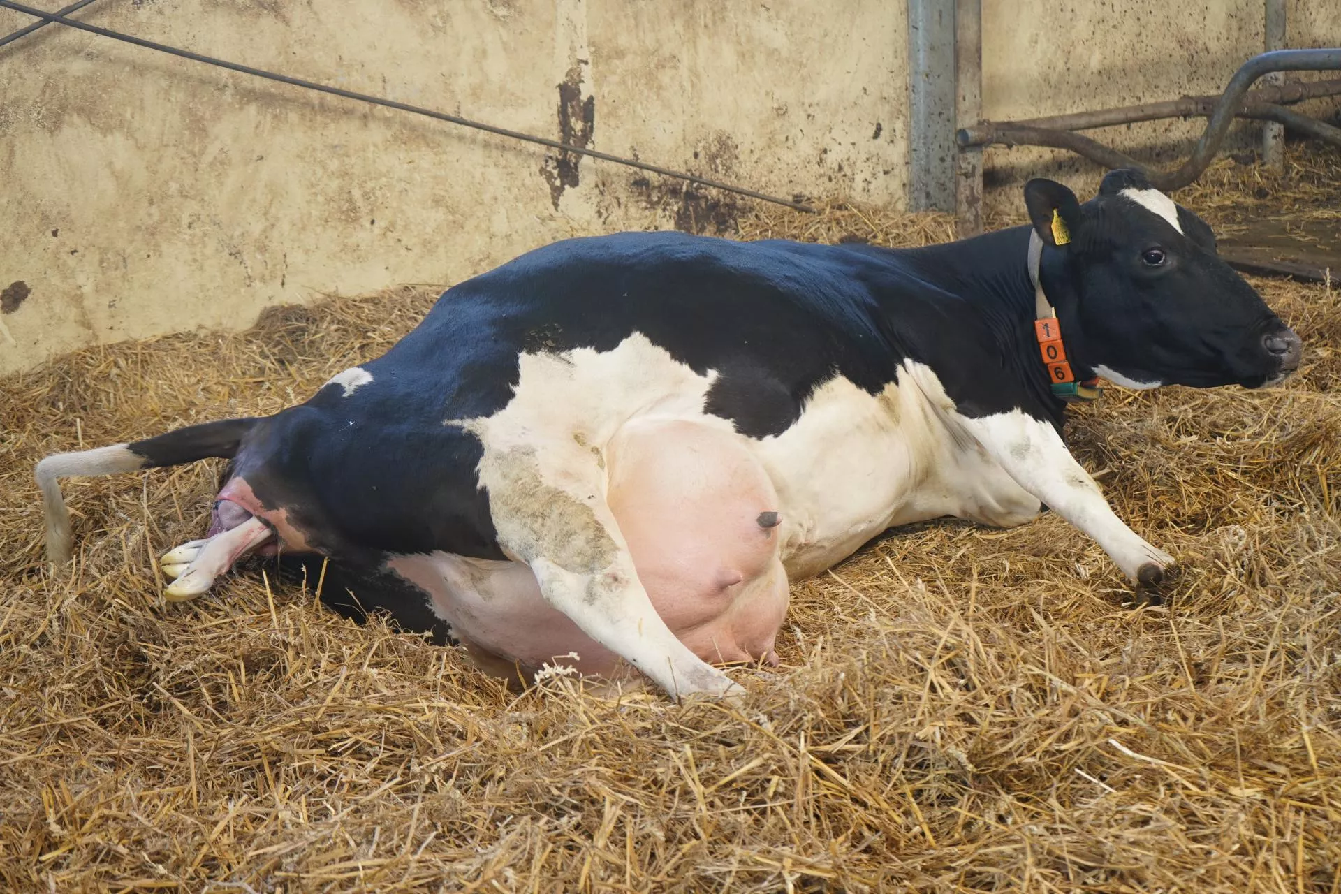 Trudny poród sprzyja kulawiznom u krów. Czego rolnik nie powinien ignorować?