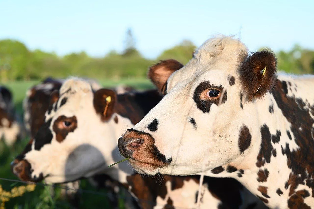 Badanie naukowe z Holandii pokazuje, jak stres cieplny wpływa na płodność i genetykę krów mlecznych.