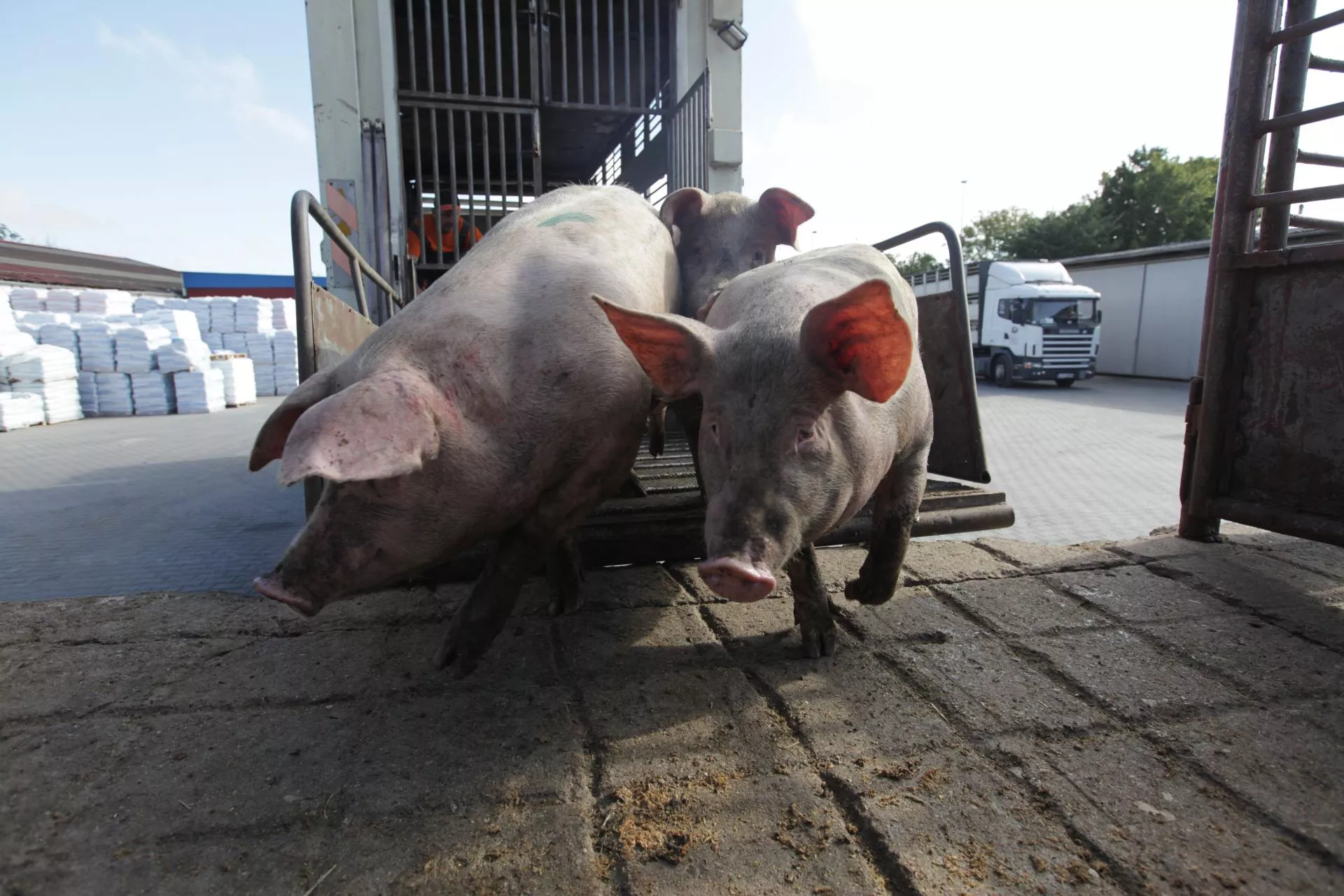 Tuczniki w Niemczech wystrzeliły. Jakie są aktualne ceny świń w Polsce? [SONDA]