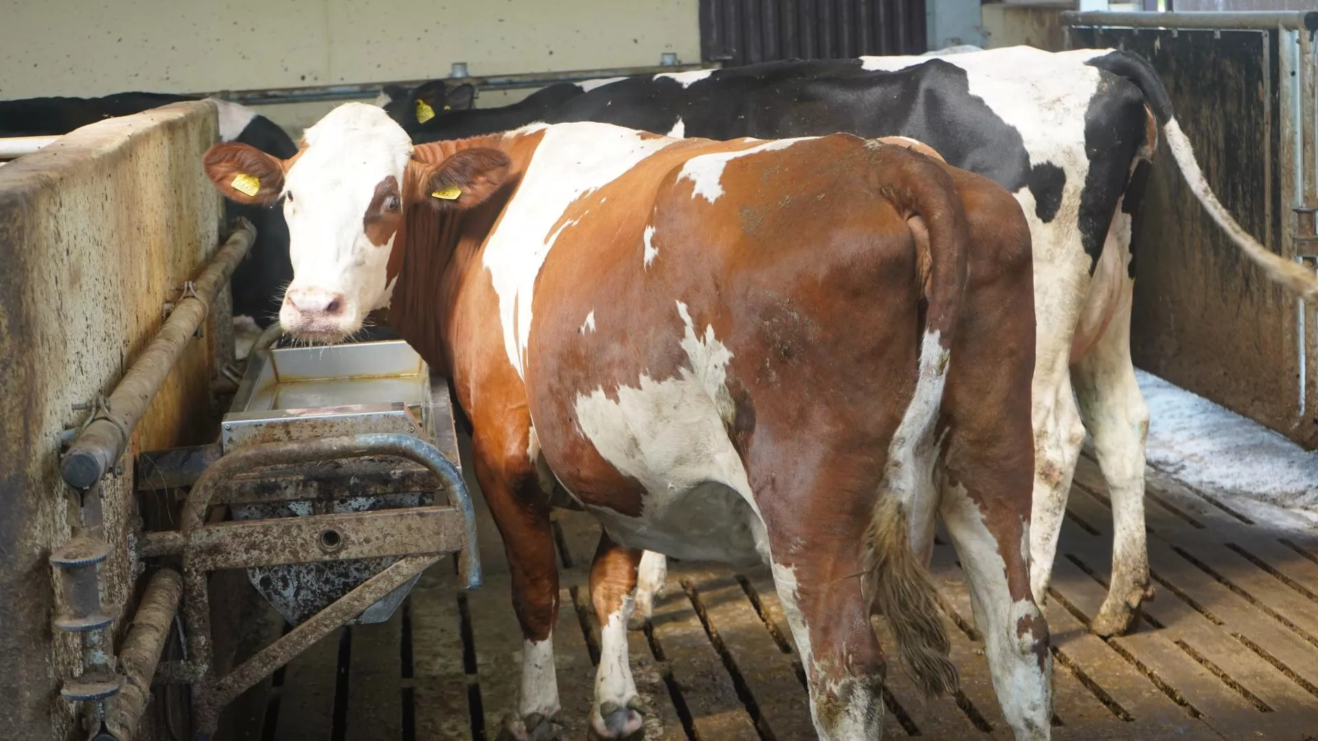 Poidła pod lupą – jak jakość wody wpływa na mleczność krów?