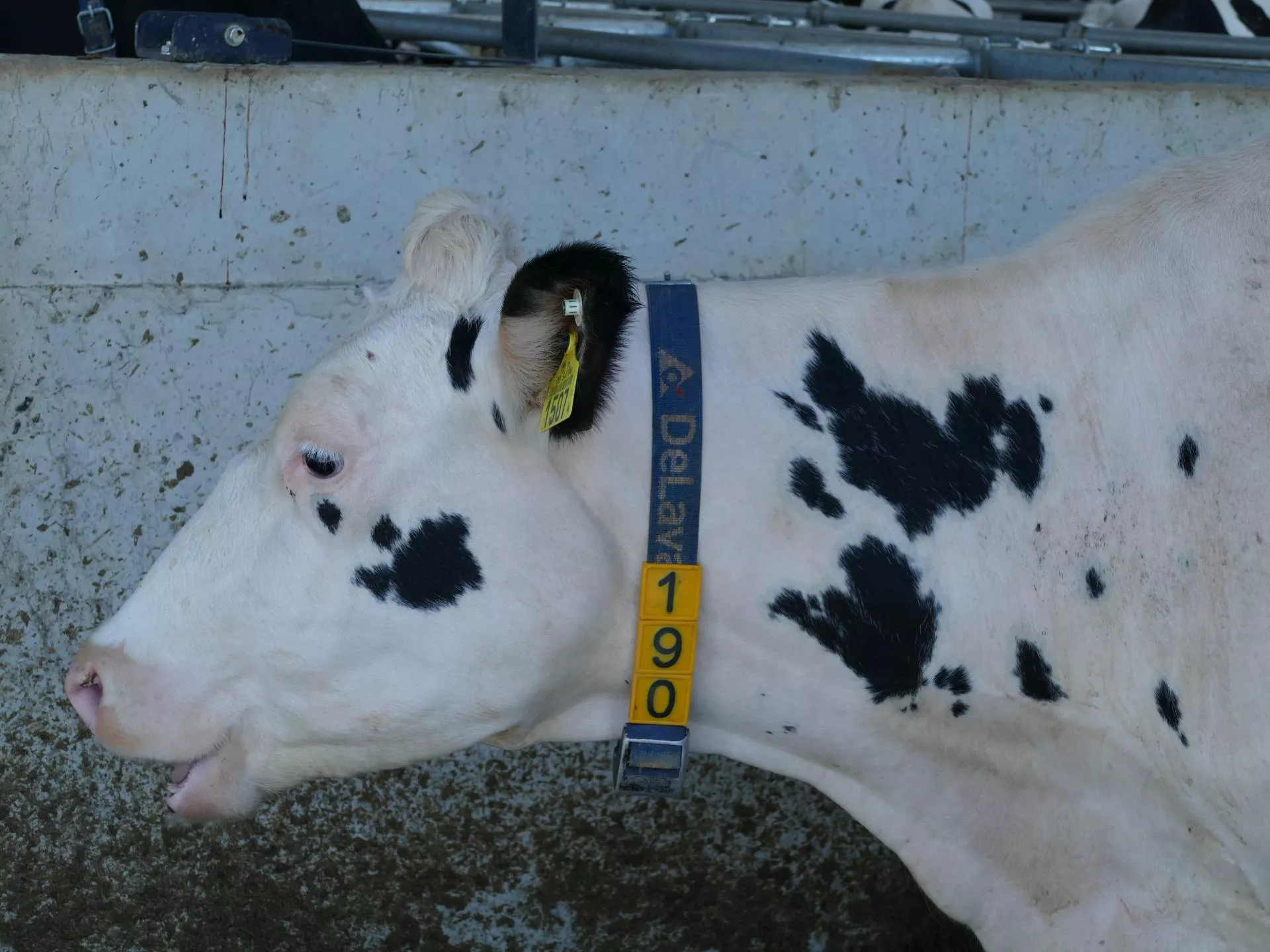 Ile metanu emituje bydło? Nowy wskaźnik dla hodowców już obliczony