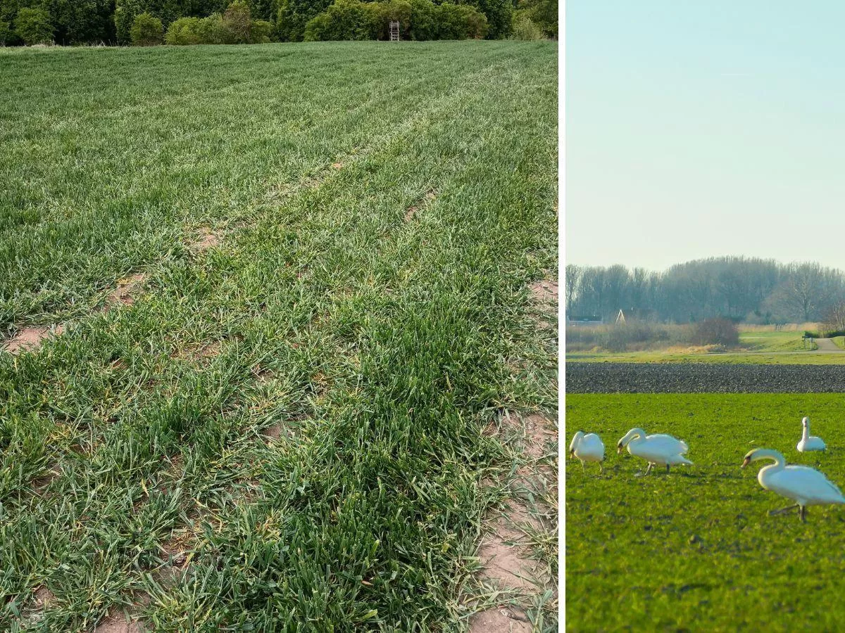 Łabędzie zeżarły rolnikowi pszenicę. Nie ma plonu i pieniędzy, a państwo umywa ręce