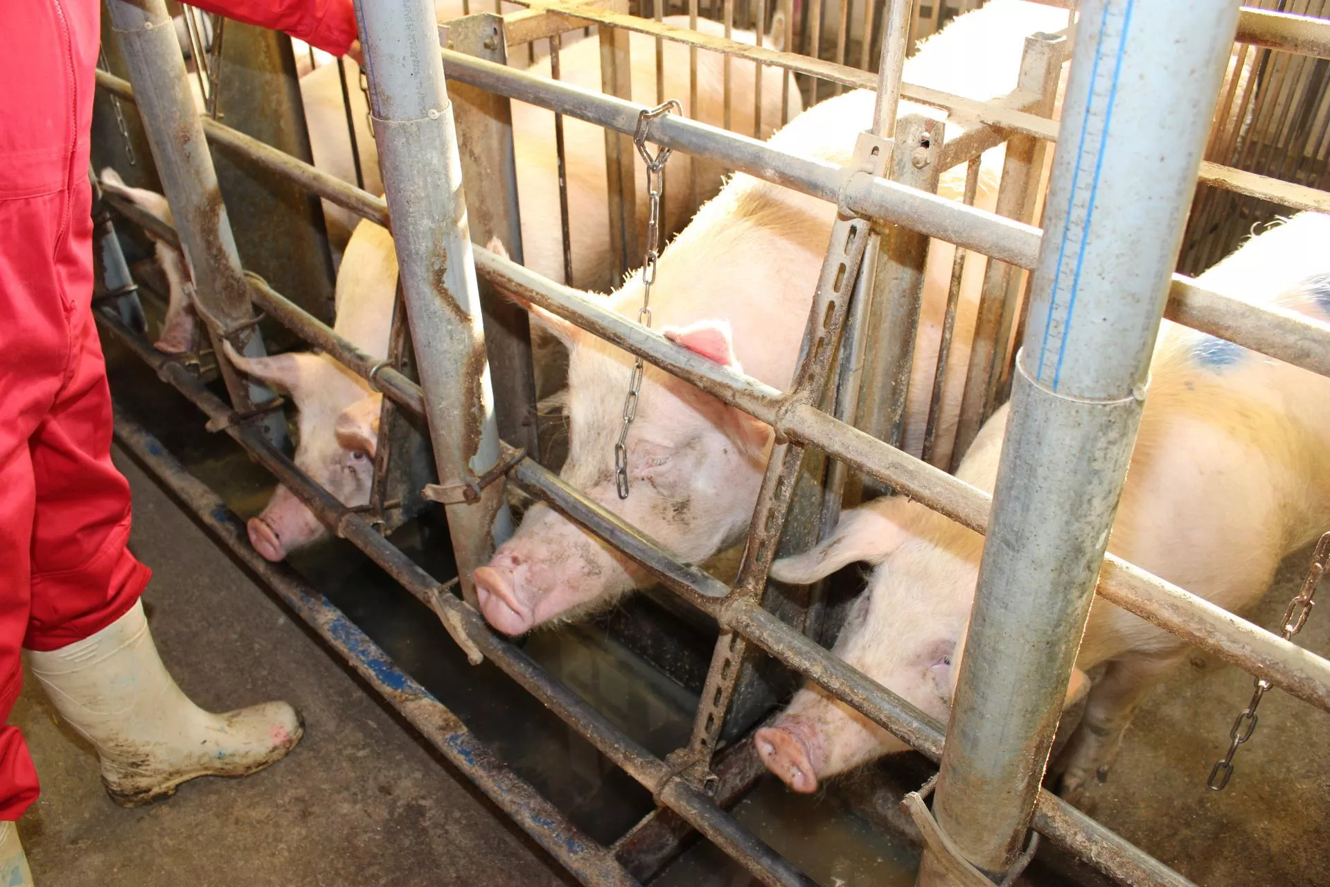 Jak zwiększyć skuteczność rozrodu u loszek do 98%? Porada eksperta