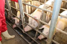 Świnie są bardzo wrażliwe na stres, dlatego loszki powinny być oswajane do kontaktu z człowiekiem od początku odchowu, a także podczas synchronizacji rui