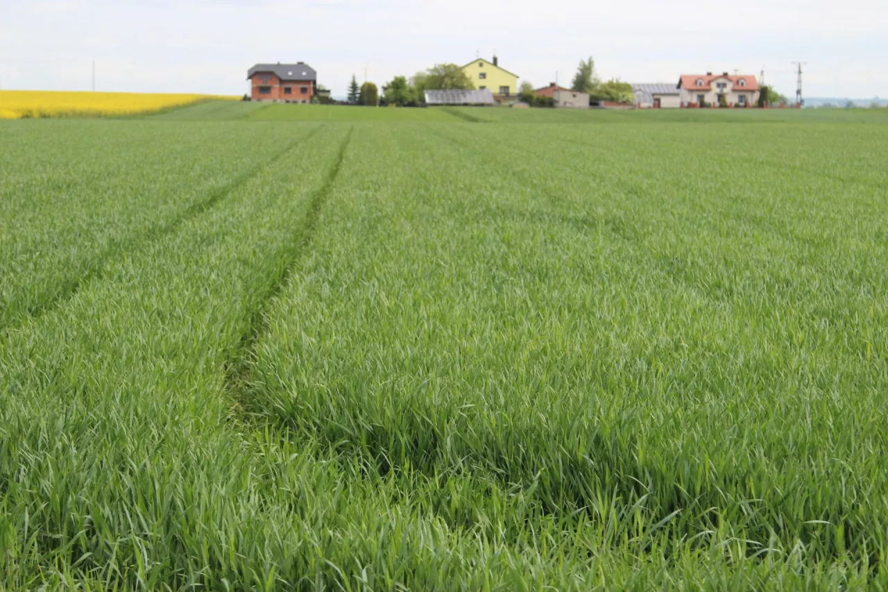Konieczne jest wprowadzenie zmian WPR UE na bardziej konkurencyjną, a nie narzucanie nam – profesjonalnym rolnikom zasad, których inne kraje poza UE nie stosują – twierdzi Porozumienie Rolników ”Zboża, oleiste, białkowe razem”