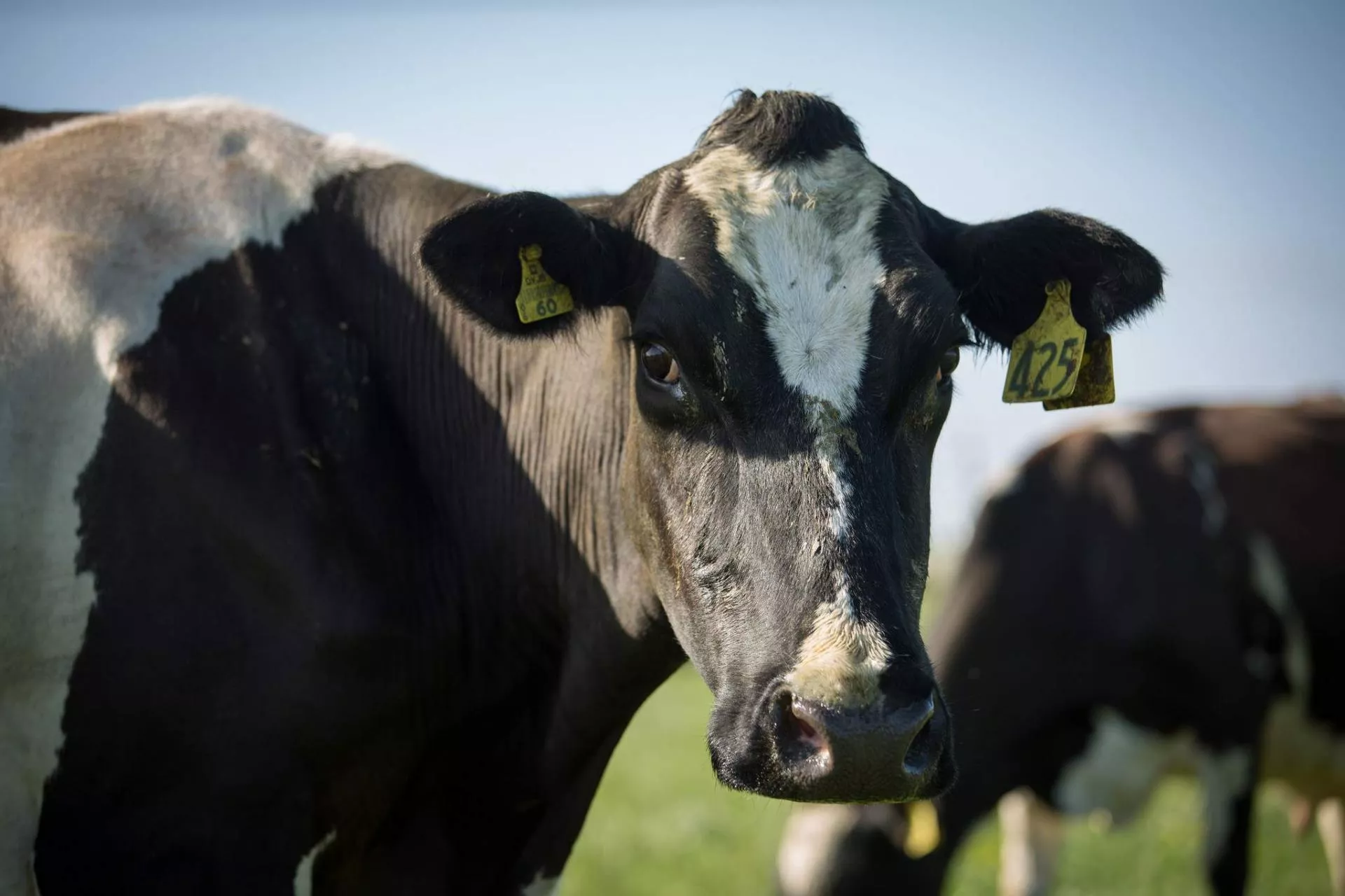 Spadają ceny produktów mleczarskich. Laktoza i cheddar ciągną w dół indeks GDT