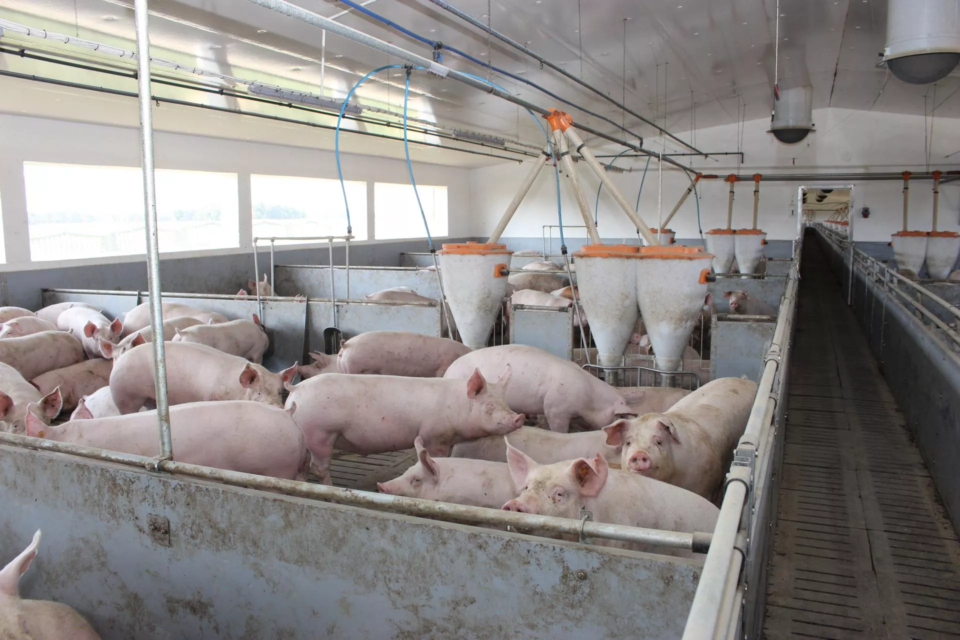 Świnie zniknęły z 4500 gospodarstw. Dramatyczne dane ARiMR