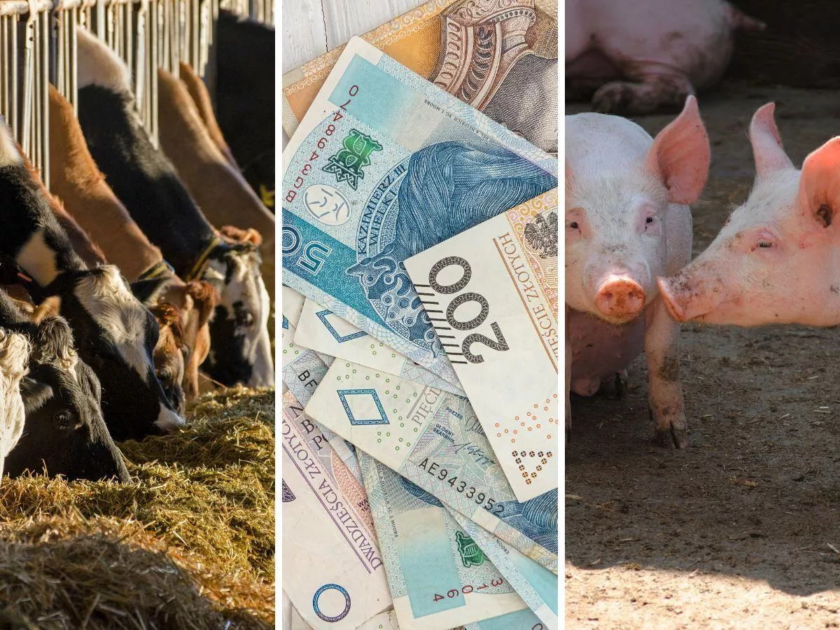 150 tys. zł na bydło i świnie. Za co rolnik może dostać najwięcej punktów?