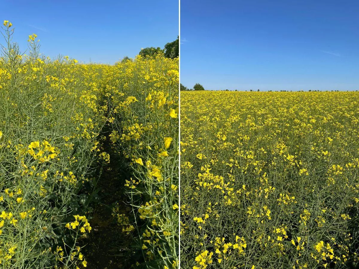 Odmiany populacyjne rzepaku to niższy koszt dla rolnika. Jak plonują?