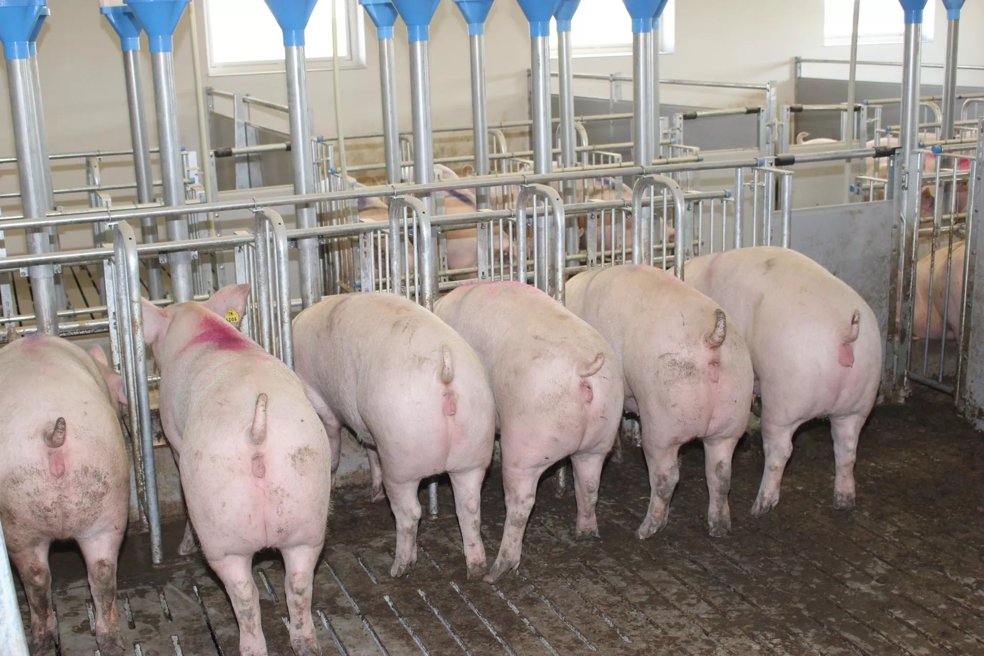 Zdrowie świń: minerały w formie chelatów zapobiegną kulawiznom