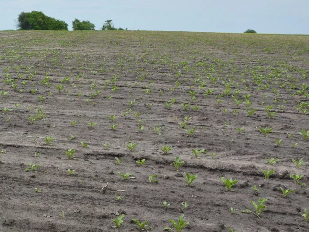 Szarek komośnik śmieje się rolnikom w twarz. W tej walce liczą się godziny