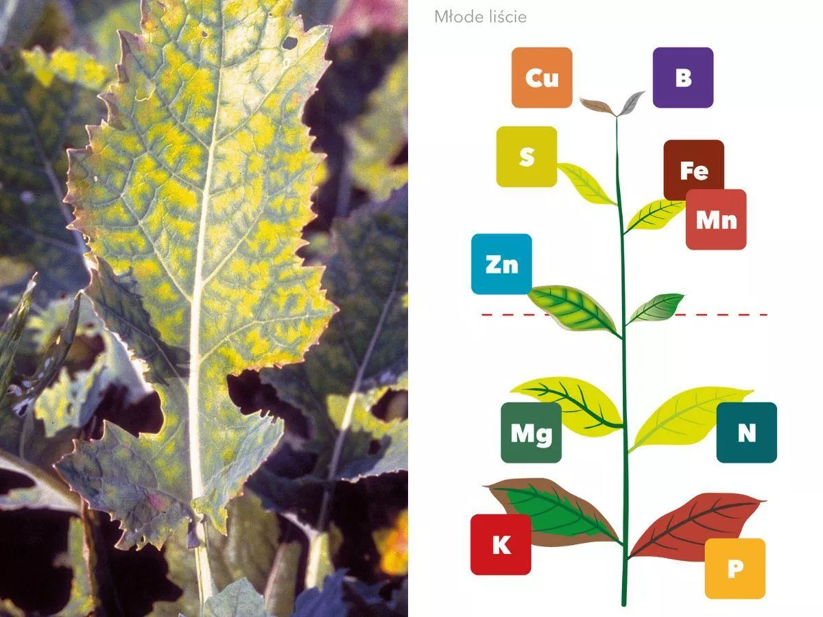 Niedobory składników pokarmowych roślin? Teraz łatwo to sprawdzić