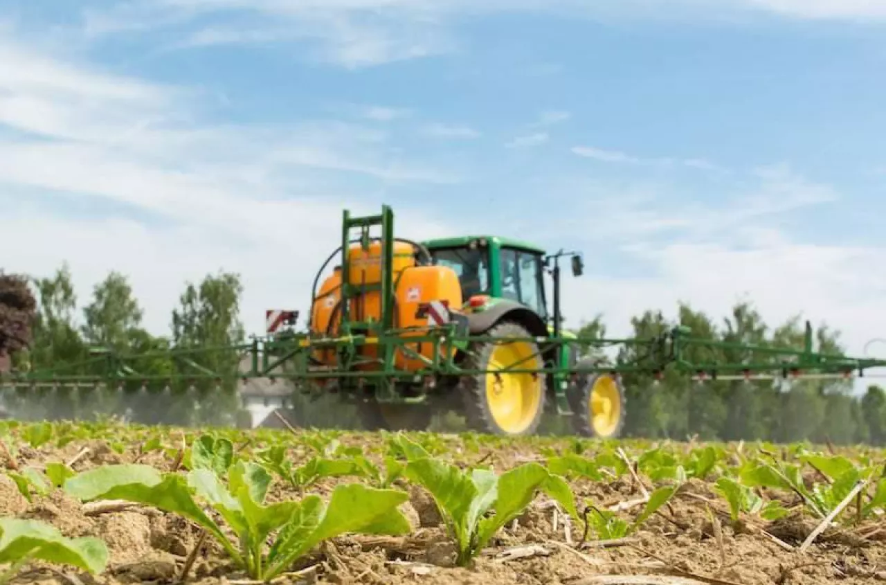 Dolistne nawożenie buraka cukrowego: czym i kiedy? [PORADY EKSPERTA]