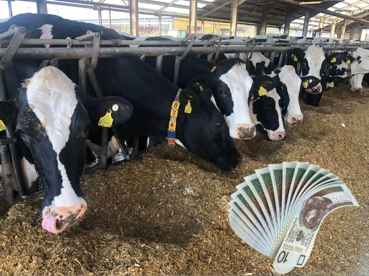 Ceny mleka w skupie nieznacznie spadły. Gdzie rolnicy dostają najmniej, a gdzie najwięcej za mleko?
