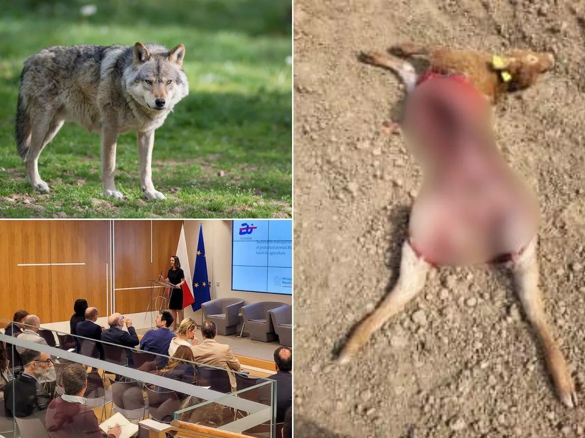 Ile sztuk bydła zagryzły wilki w Polsce? Ministerstwo ujawnia dane
