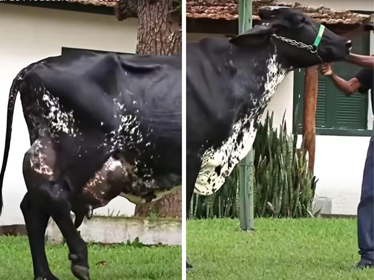 Te krowy pobiły rekord świata w wydajności mlecznej krów