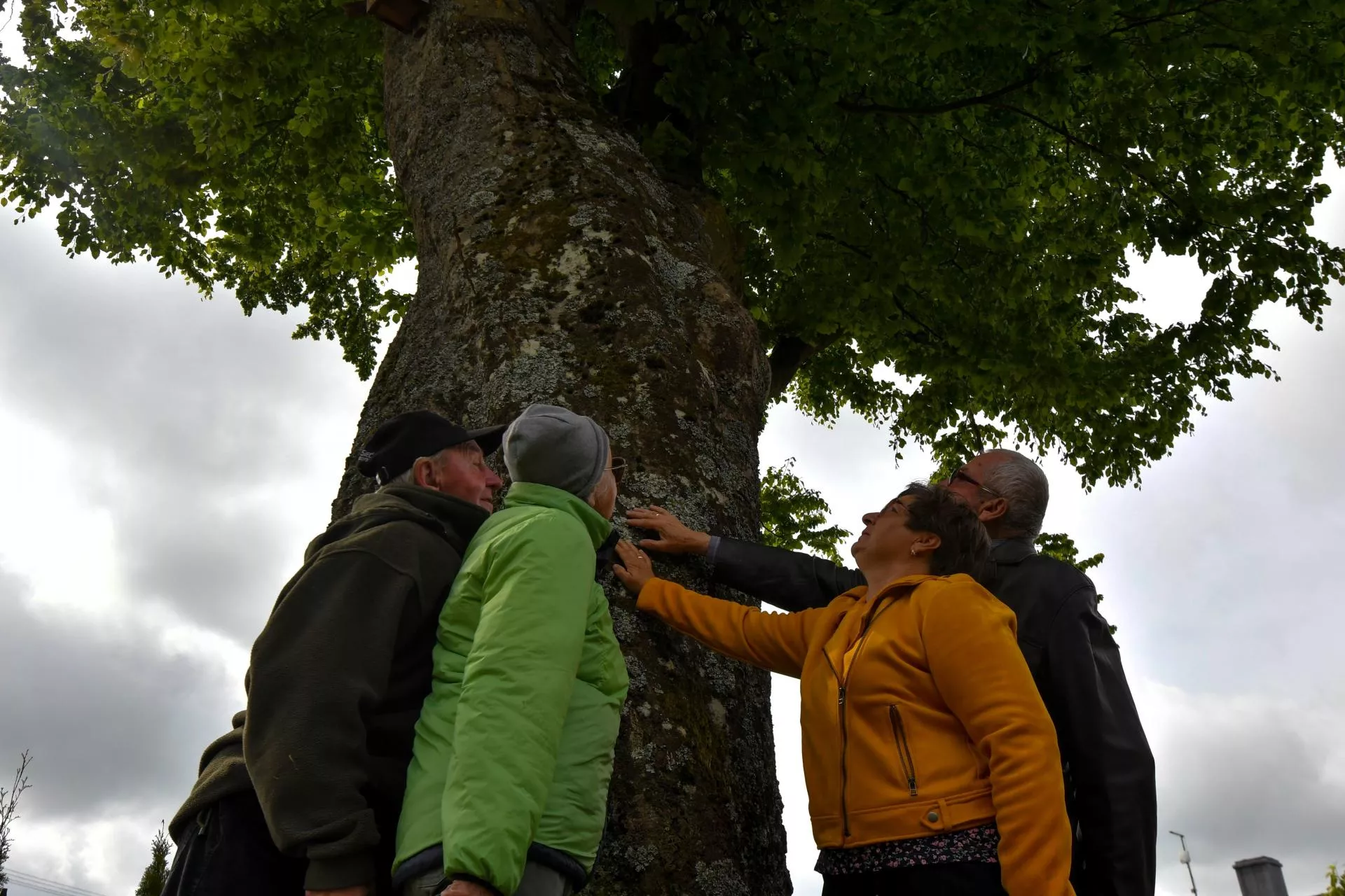Wieś walczy o drzewo. 150-letni buk z Biesiekierza ma szansę na nagrodę