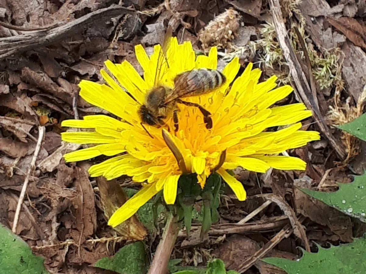 Co zrobić, by owady zapylające chętnie zamieszkały w sadzie?