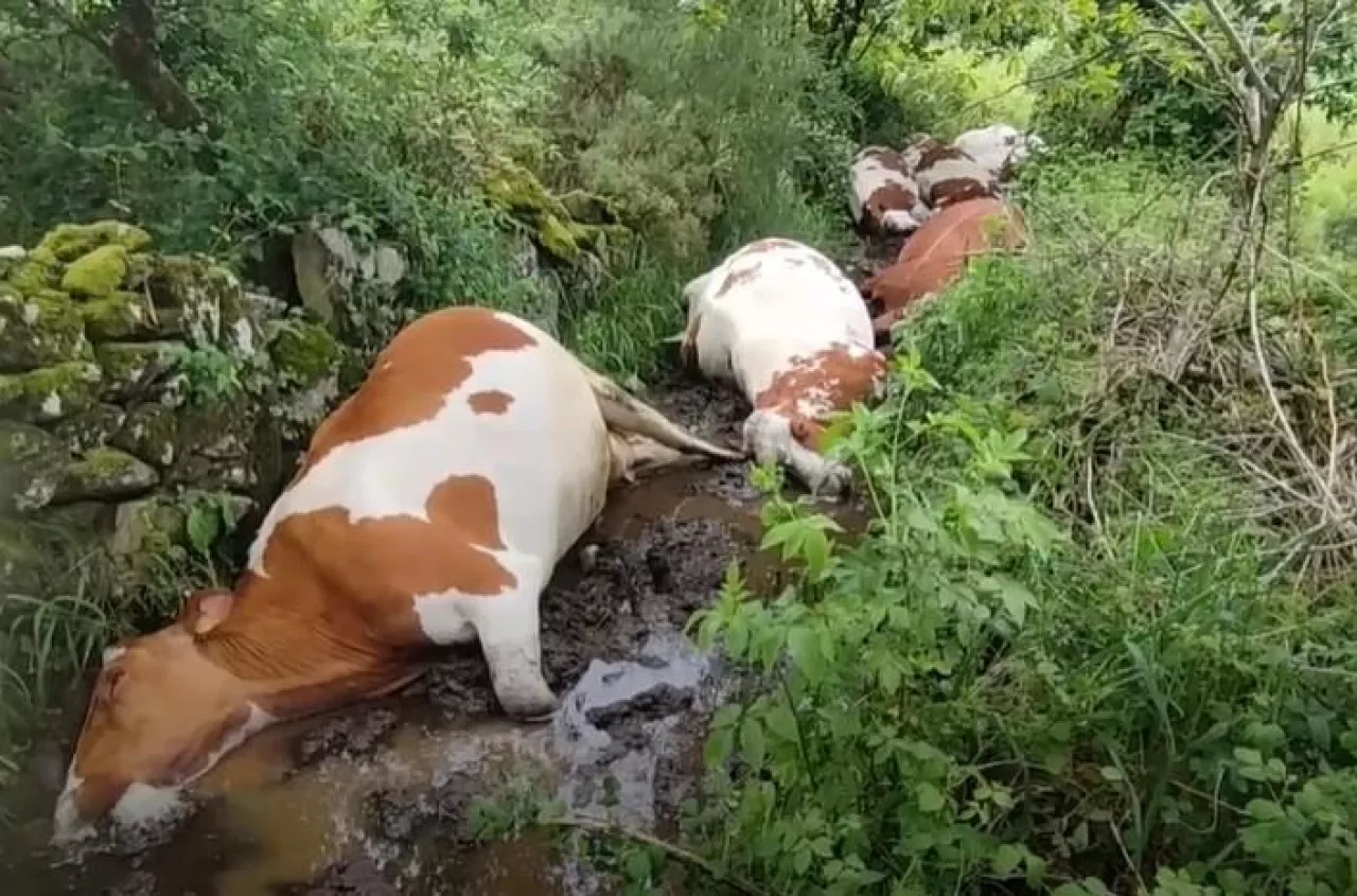 Tragedia rolniczki. Piorun zabił jej 22 krowy