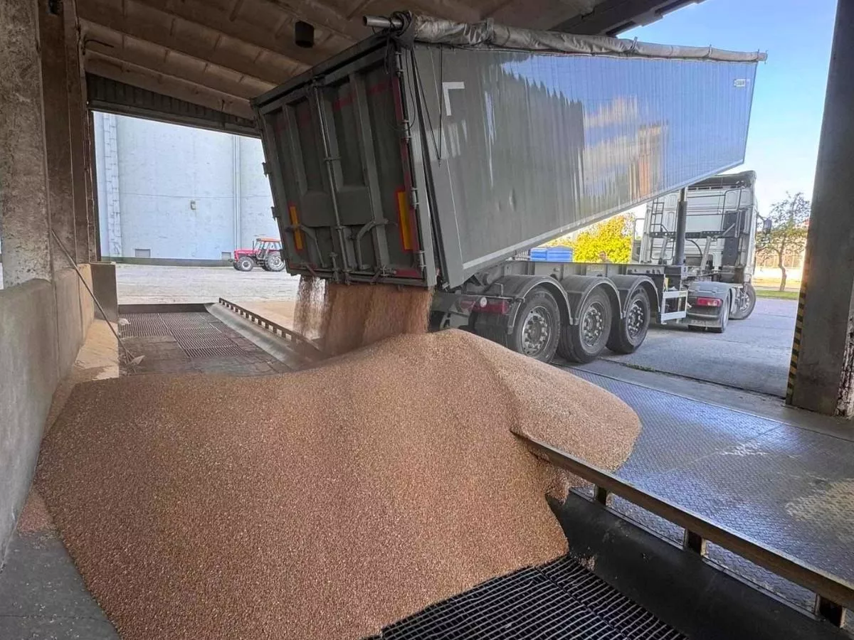 Pszenica droższa choćby o 45 zł. Jakie są ceny skupu zbóż i rzepaku? [SONDA]