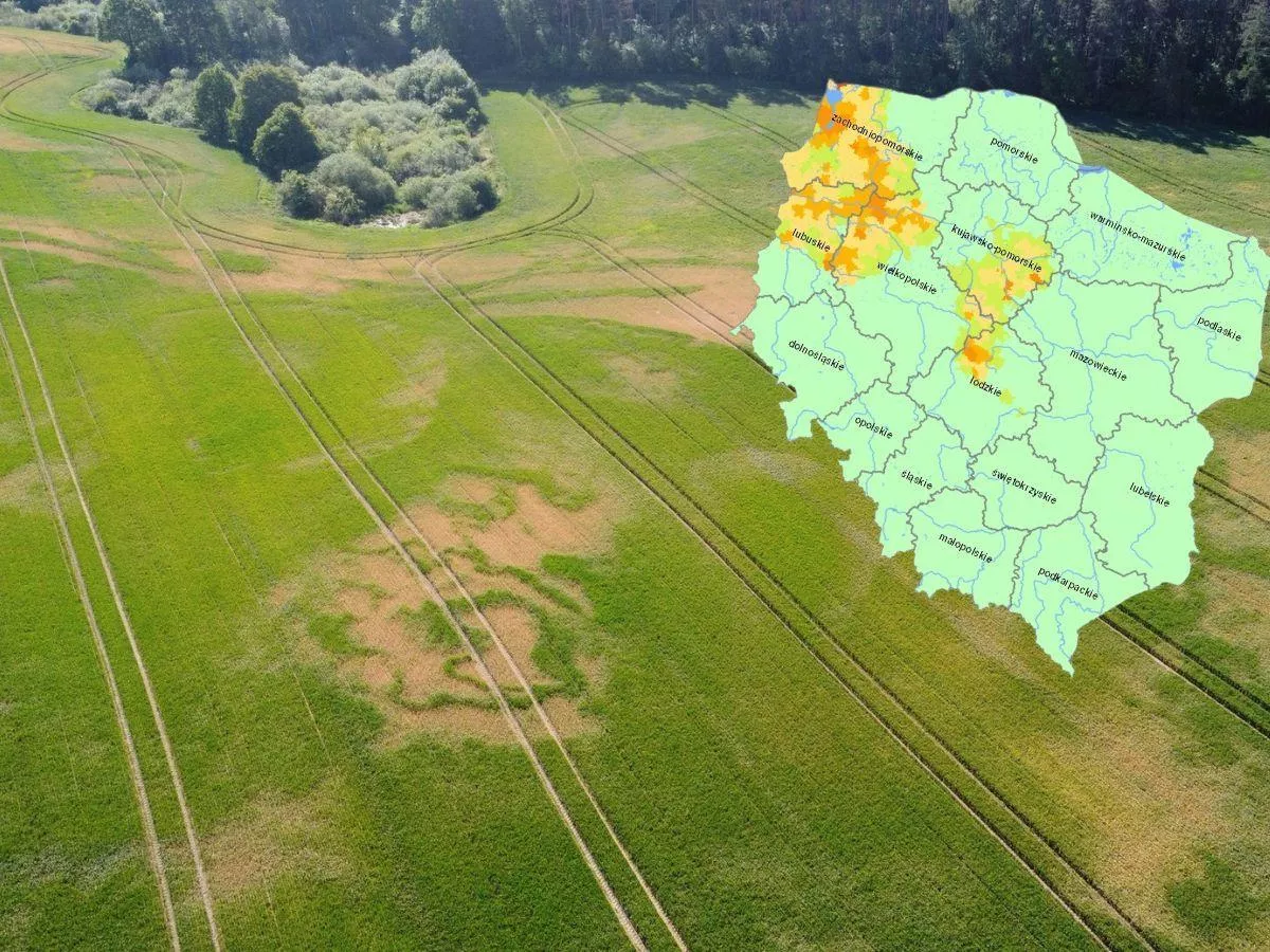 IUNG: susza rolnicza tylko w kilku województwach. Najgorzej w zbożach