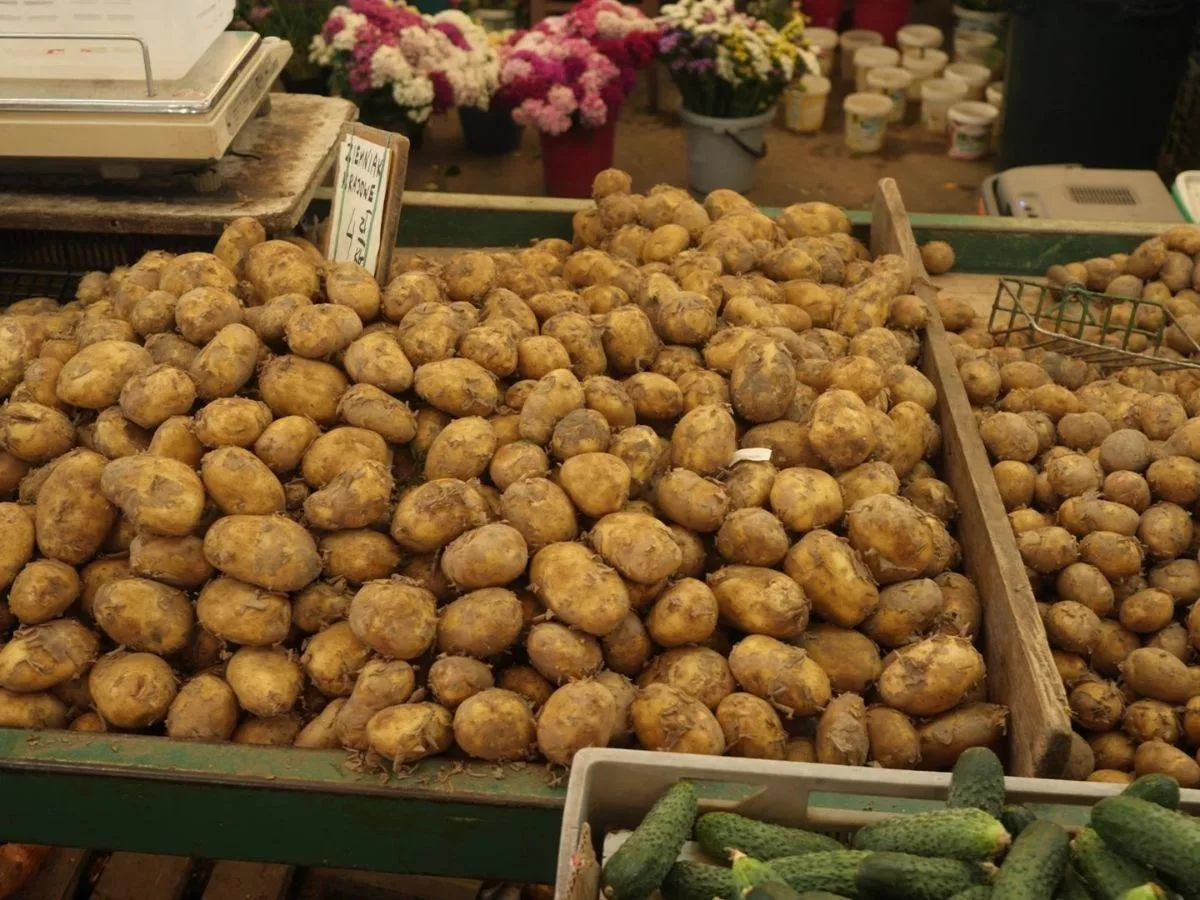 Jakie są aktualne ceny ziemniaka na giełdach? Ile za worek Irysa i Irgi?