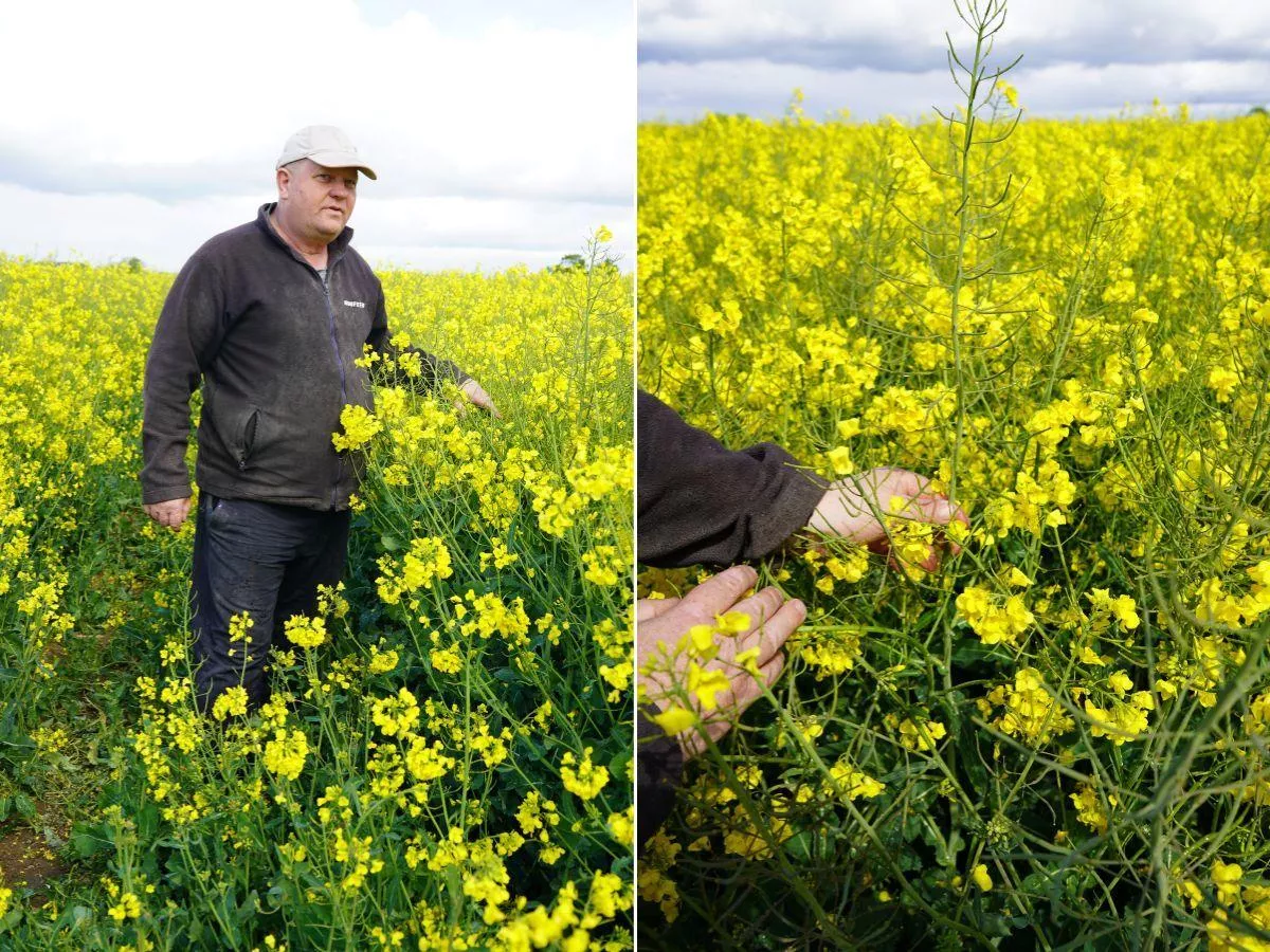 Rolnik z Pomorza eksperymentuje z rzepakiem. Odkryje sposób na wyższy plon?