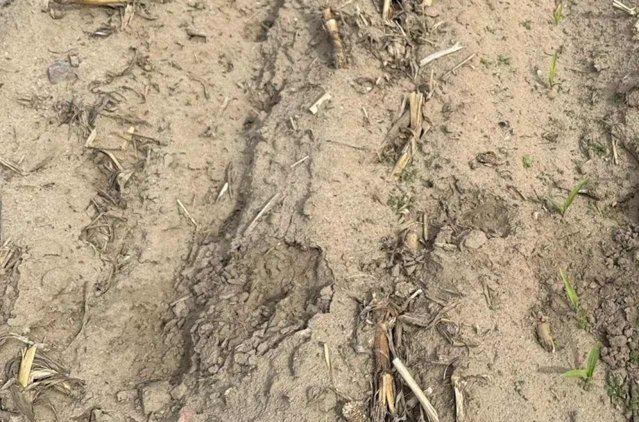 Dziki zdewastowały 17 hektarów kukurydzy. „Zostały tylko cztery rośliny”