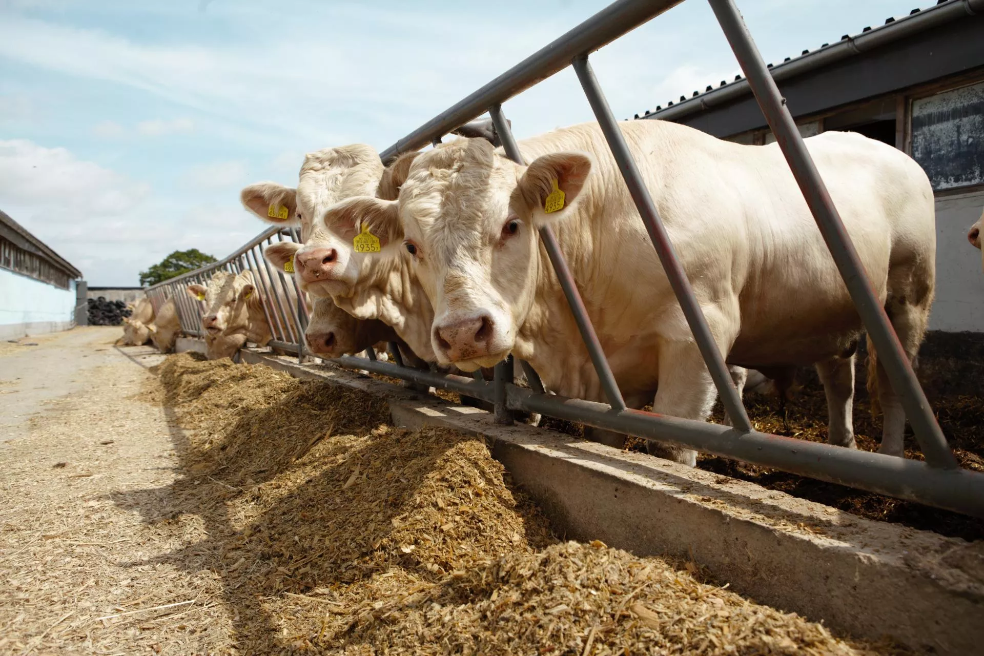 Krowy i byki droższe choćby o 1 zł. Jakie są ceny bydła w Polsce? [SONDA]