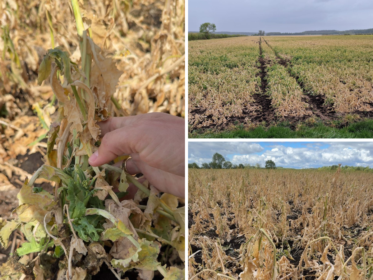 Dopłaty bezpośrednie 2025: do kiedy rolnik może przesiać uprawy?