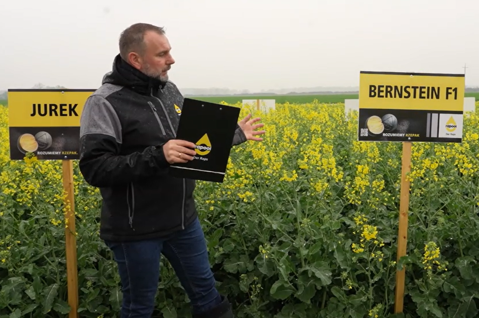 Przymrozki, szkodniki, choroby? Te odmiany rzepaku dadzą radę