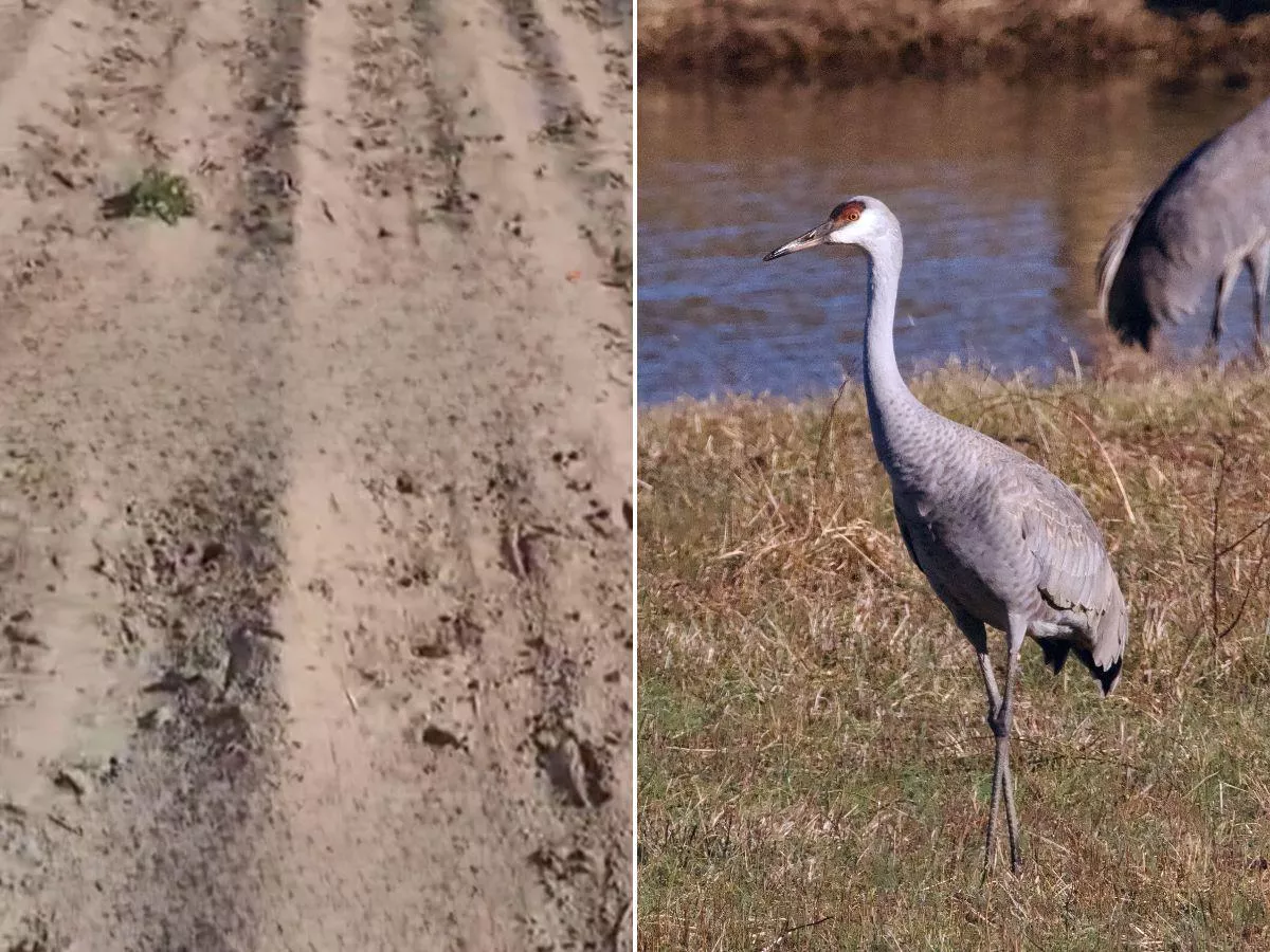 2 hektary kukurydzy zniknęły. Rolnik z Mazowsza boi się, iż to nie koniec