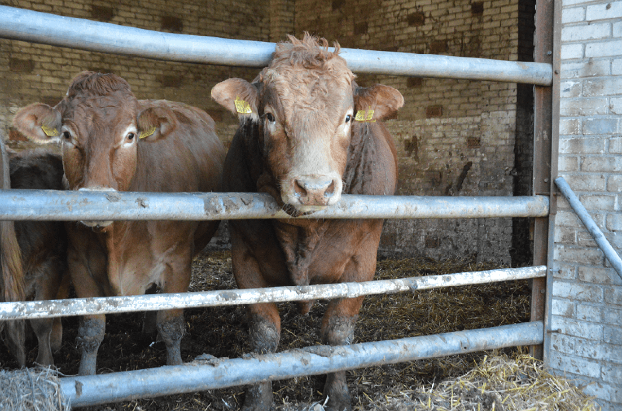 Firma nie zapłaciła za bydło. Gdzie rolnik może ubiegać się o rekompensatę?