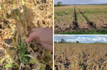 Rolnicy pytają, co z dopłatami po przesianiu. ARiMR odpowiada