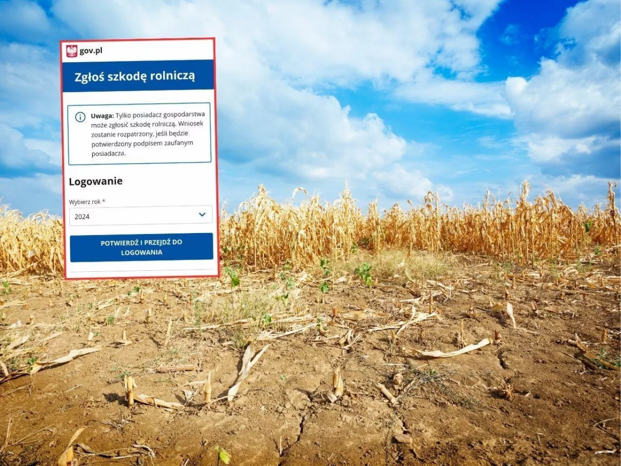 Problemy z aplikacją suszową. Frustracja rolników rośnie