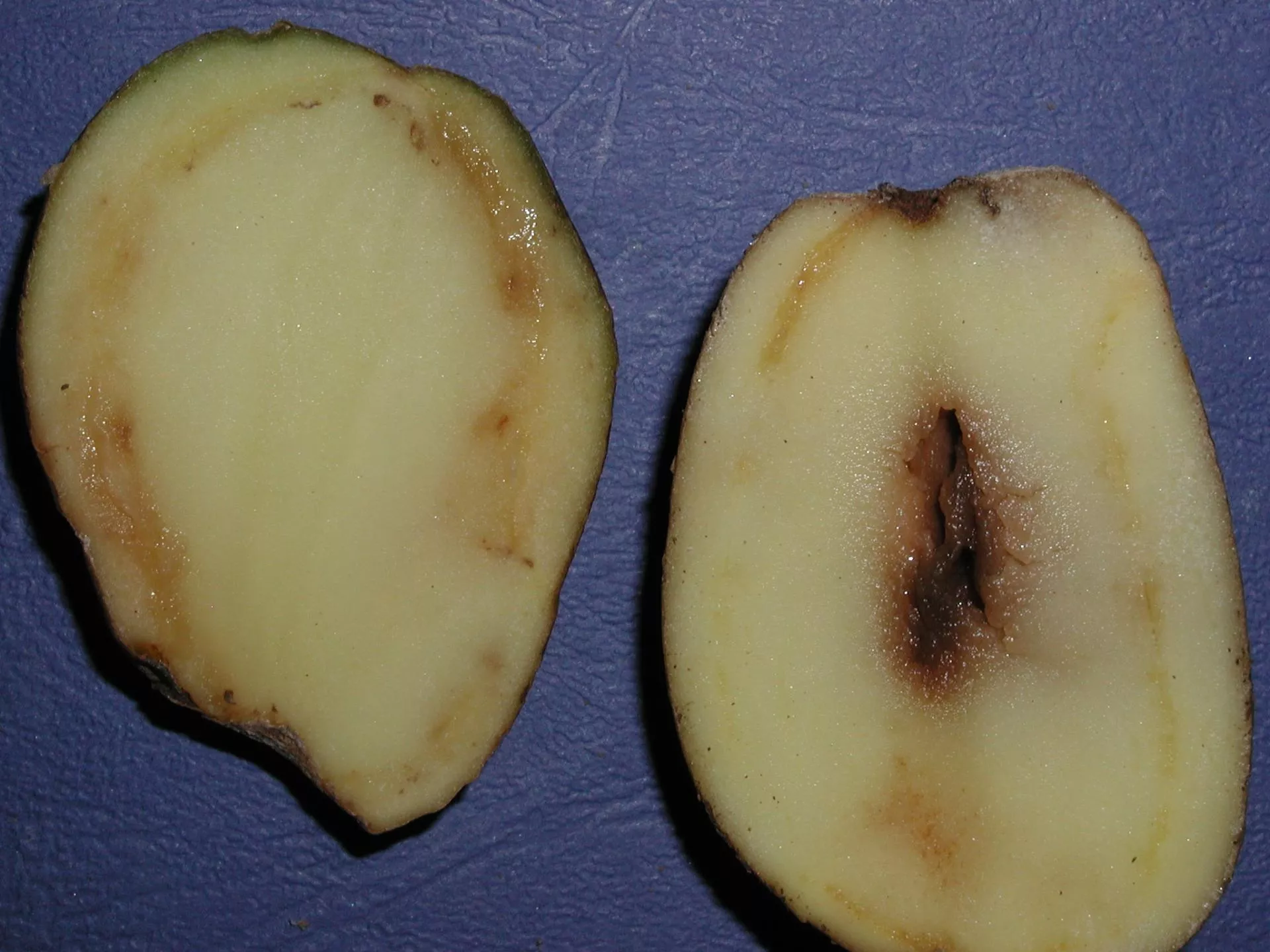 Rolnicy czekali na to latami. Nowe przepisy przy sprzedaży ziemniaków